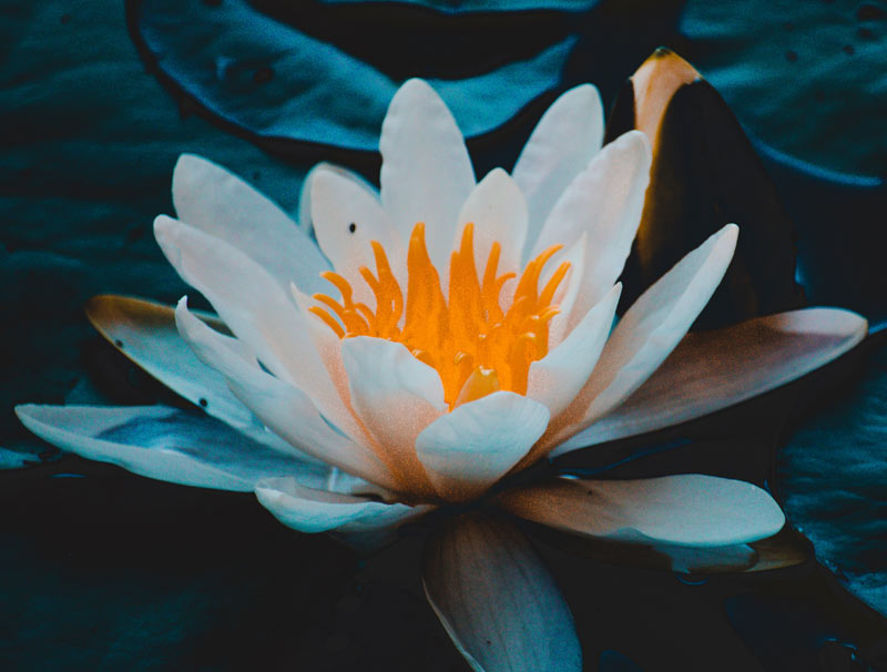 Mindfulness Community of Milwaukee