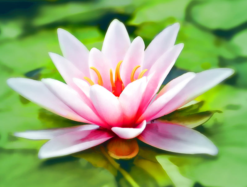 Neuroscience & The Dharma